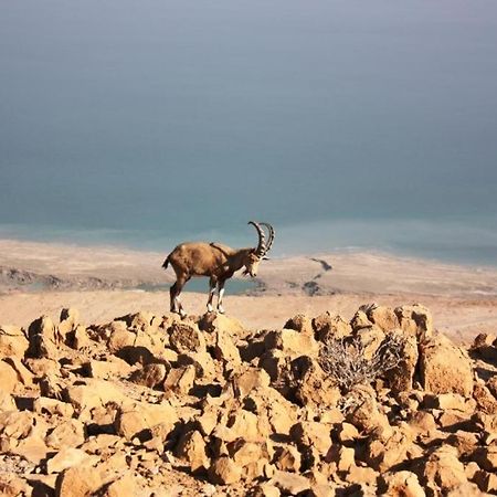 Ein Gedi Rooms Неве Зохар Екстериор снимка