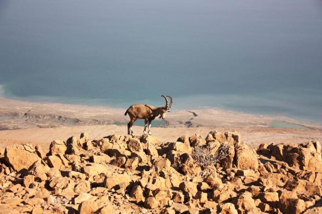 Ein Gedi Rooms Неве Зохар Екстериор снимка